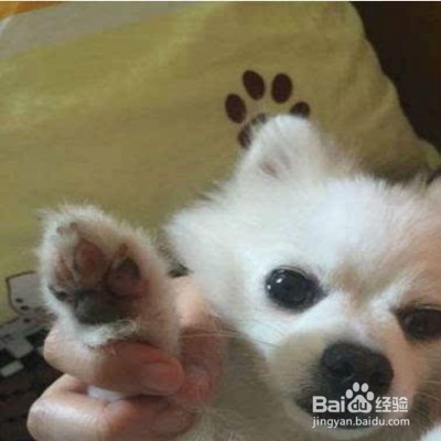 狗狗烫伤怎么办