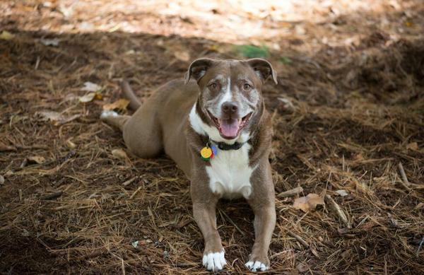 狗受伤后唧唧的叫是很疼很疼的表现吗