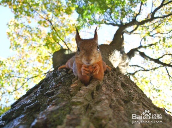 怎么样为松鼠制作一个窝