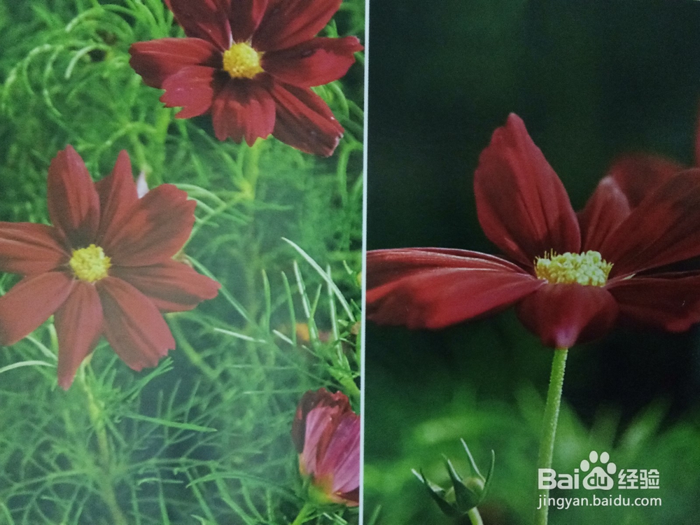 单反花卉的拍摄技巧