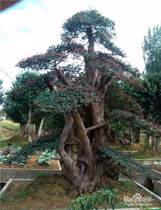 红花继木盆景怎么养