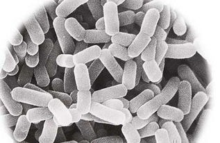 益生菌怎么选择?