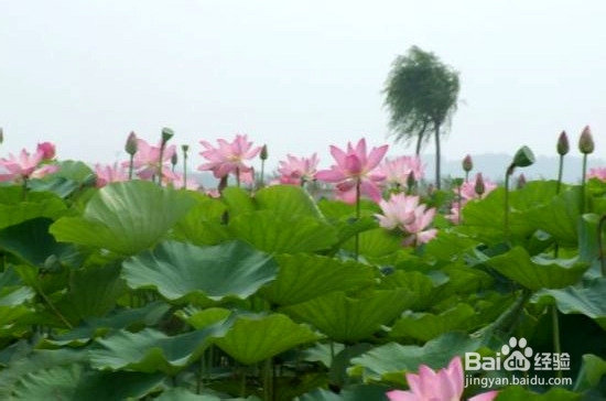 白洋淀一日游 荷花森林中飞翔