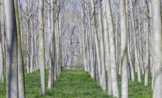 描写白杨树的诗歌