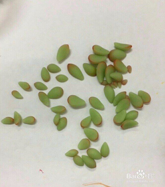 多肉黏土教程