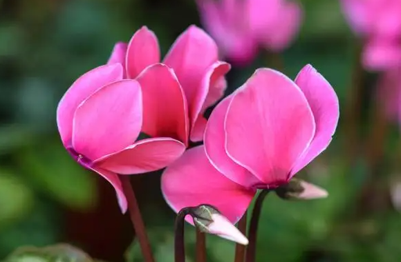 春节花市都卖什么花