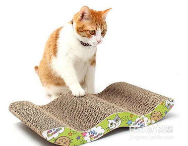 刚出生的猫咪怎么养活