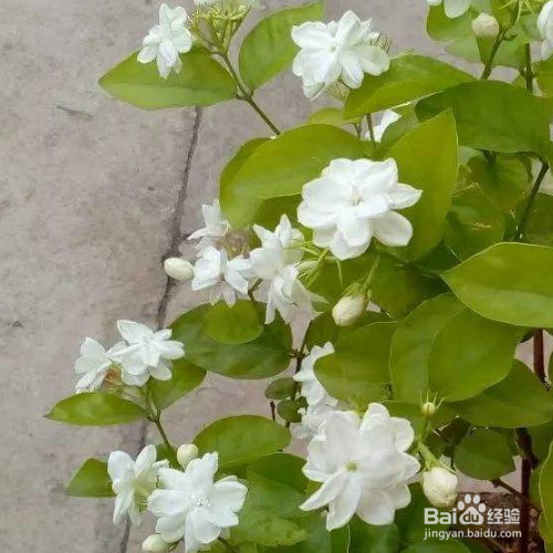茉莉花怎么过冬