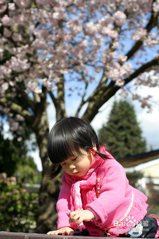 菲比带你看加国--空中列车&樱花（图）