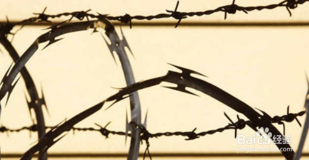 驱赶野猪最有效方法