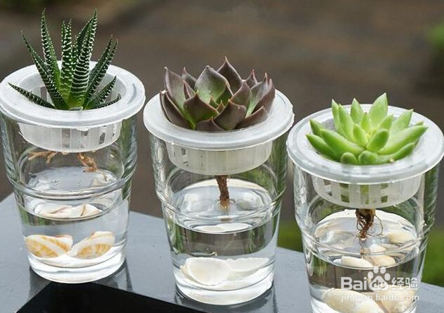 多肉植物养殖技巧