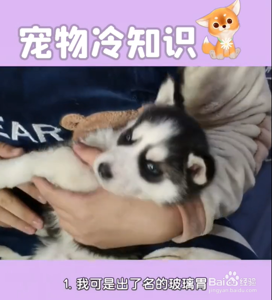 养哈士奇的注意事项