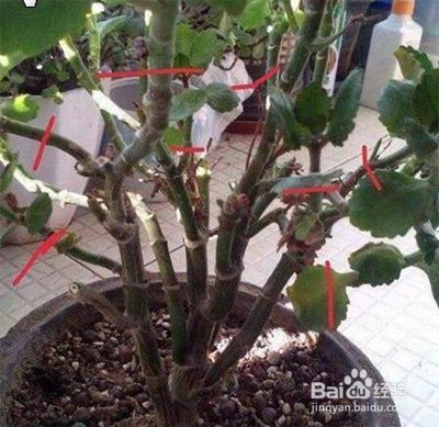 凤尾长寿花怎么繁殖怎么修剪 百度经验