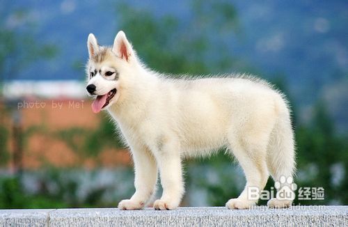 保护狗狗的牙齿需要小技巧