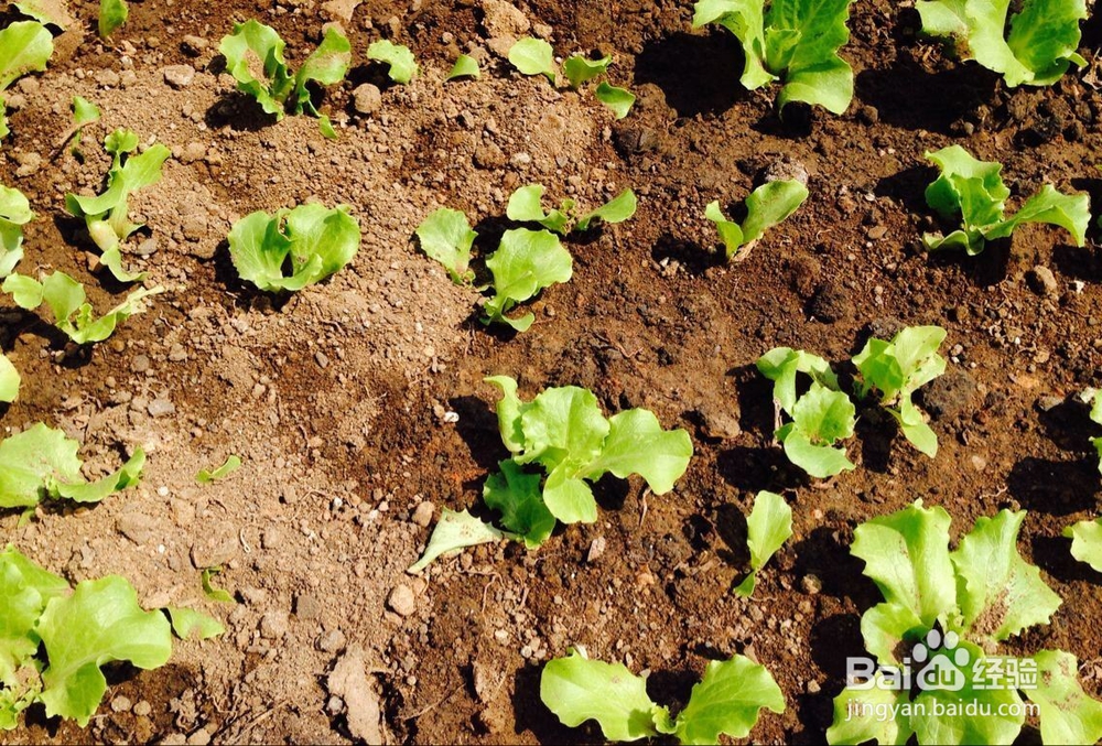 怎样培育小花苗?