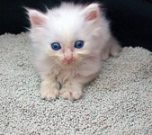 养猫后有什么变化？