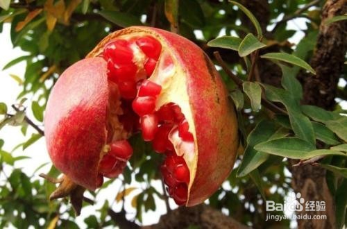 石榴有哪些好处及禁忌?