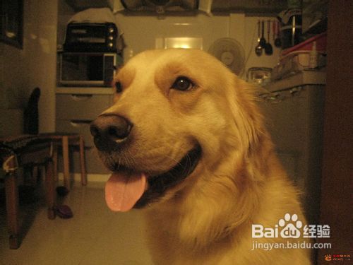 向宠物狗金毛介绍笼子的小技巧