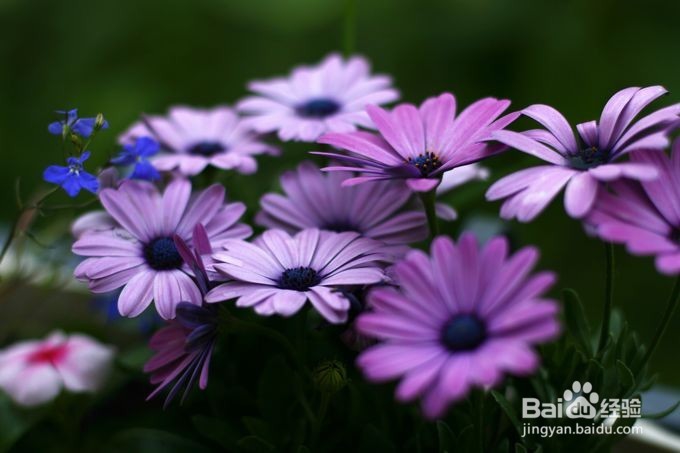 4种容易种容易开花的植物