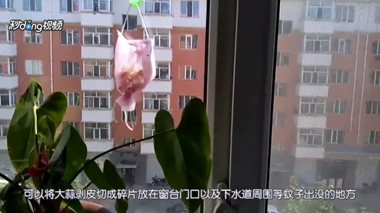 如何用大蒜驱蚊？