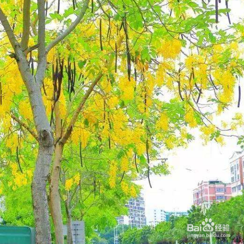 腊肠树的养殖方法和注意事项