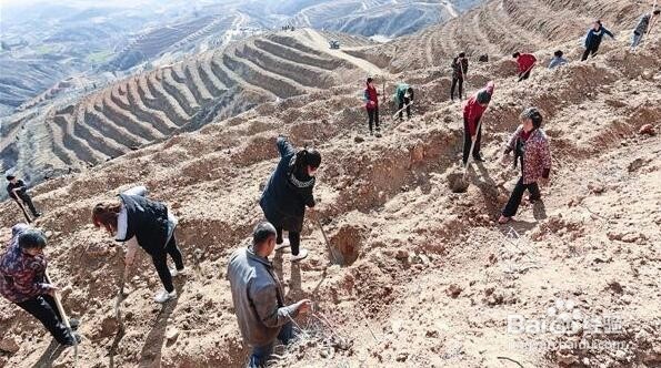 花椒树种植方法
