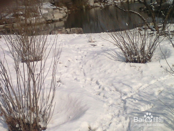 北京旅游攻略：[9]旺兴湖公园