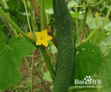 怎样变白最快最有效