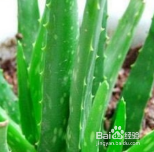 如何种植养护芦荟