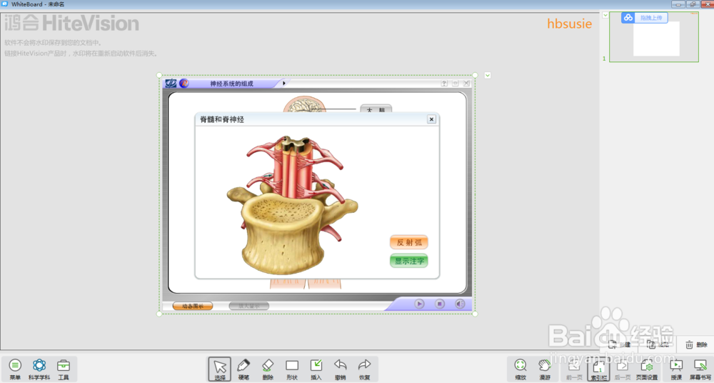 怎样在白板中进行神经系统的组成教学