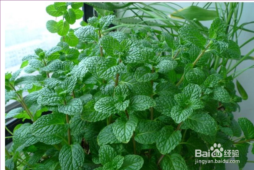 薄荷有什么功效以及薄荷怎么食用