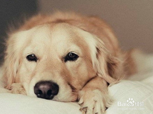 金毛寻回犬饲养知多少?几个小妙全解决!