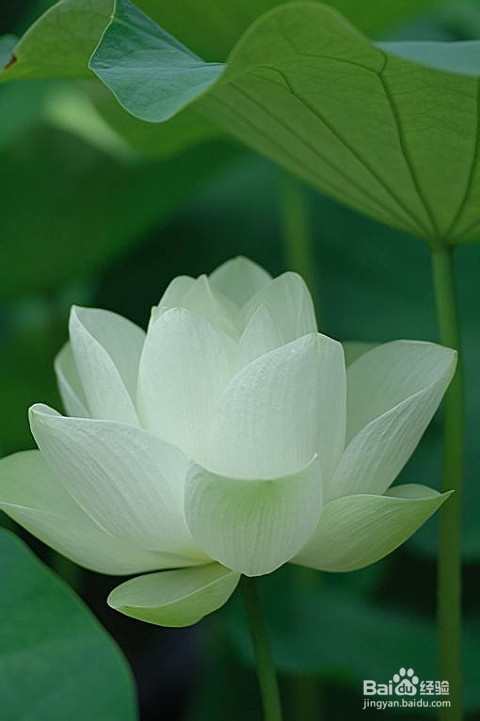 支气管哮喘吃什么好