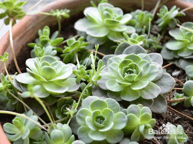 新手适合养殖的几种多肉