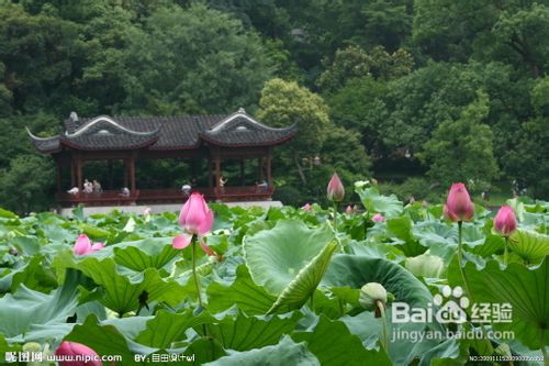 2012最新江南旅行攻略