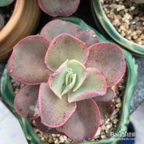 在家里该怎么养好女王花笠?