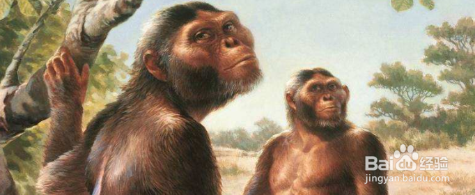 南方古猿为什么是人不是猿