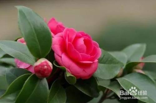茶花种植技术与方法 百度经验 茶花种植技术与方法 百度经验