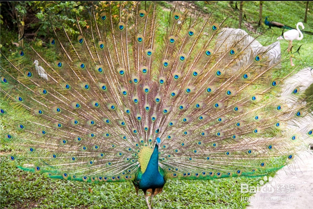 如何让孔雀开屏