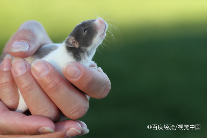 家里老鼠太多怎么消灭