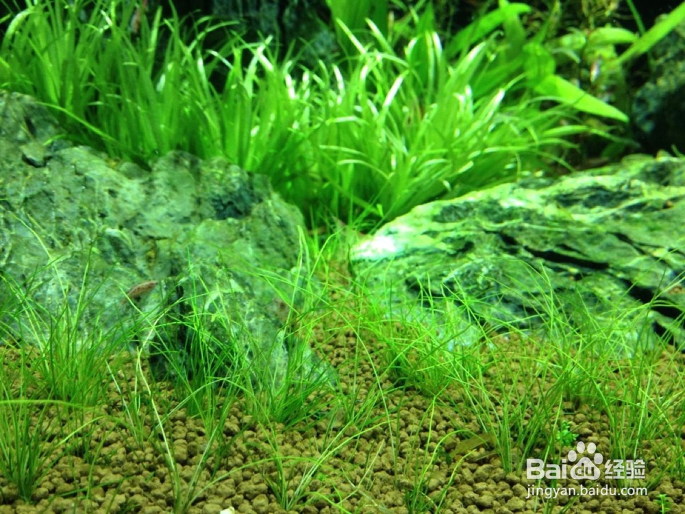 水草长不好怎么办