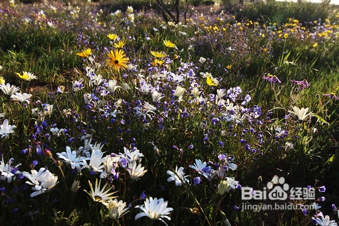 [转载]南非之旅3：纳玛夸兰（Namaqualand）花海