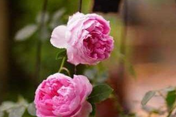 纯无刺的月季品种是什么