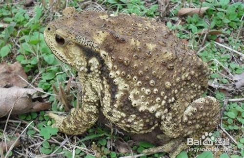 蟾蜍怎么养殖