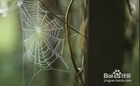 蜘蛛丝能用来做衣服吗