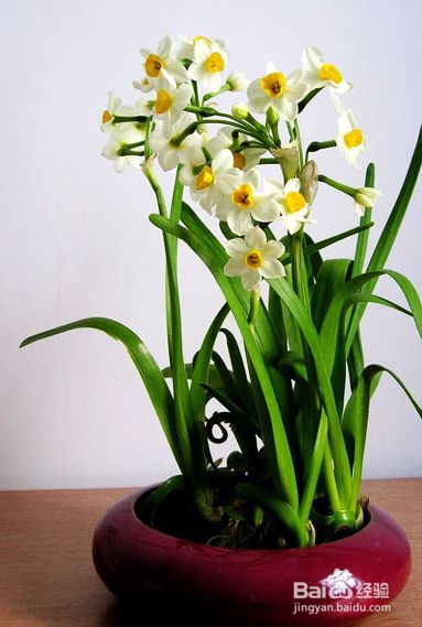 水培水仙花花谢后怎么处理 百度经验 水培水仙花花谢后怎么处理 百度经验