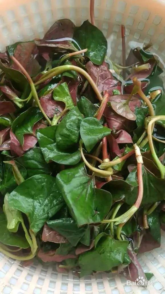 “长寿菜”别出门挖了，阳台种一点，够吃大半年