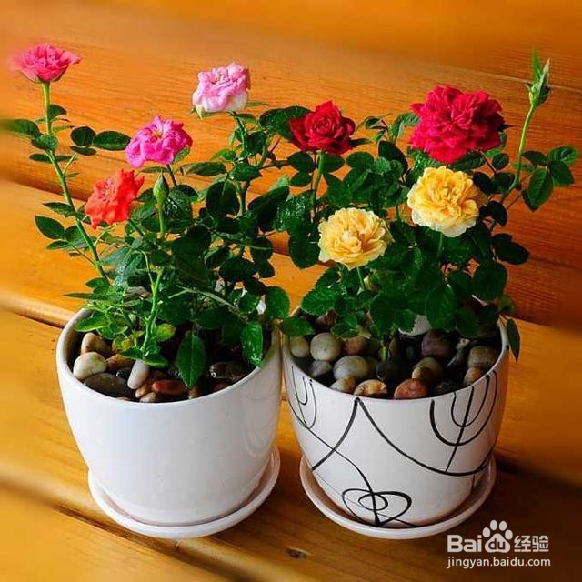 怎样栽盆栽牡丹