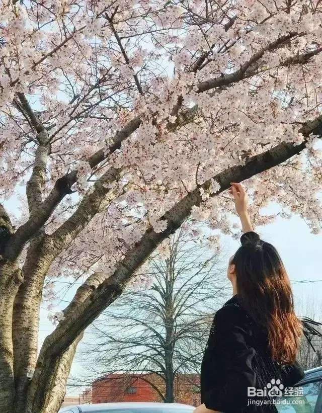 手机拍花,一分钟把照片背景变黑,花变得更美