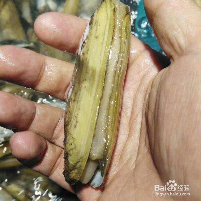 吃货美食-双蒸大蛏子!